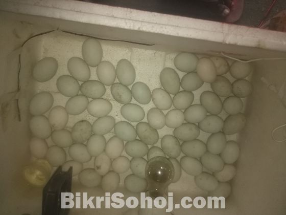 Incubator, ডিম থেকে বাচ্চা ফুটানো মেশিন।